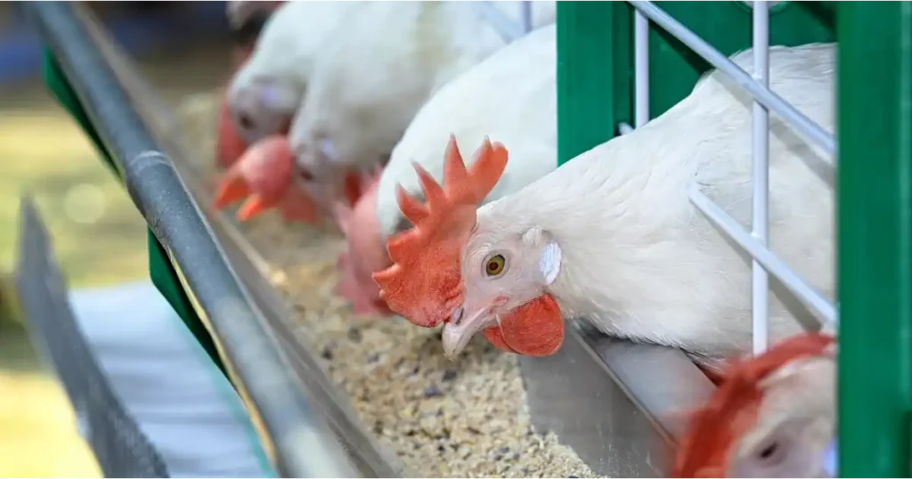 California White Chicken