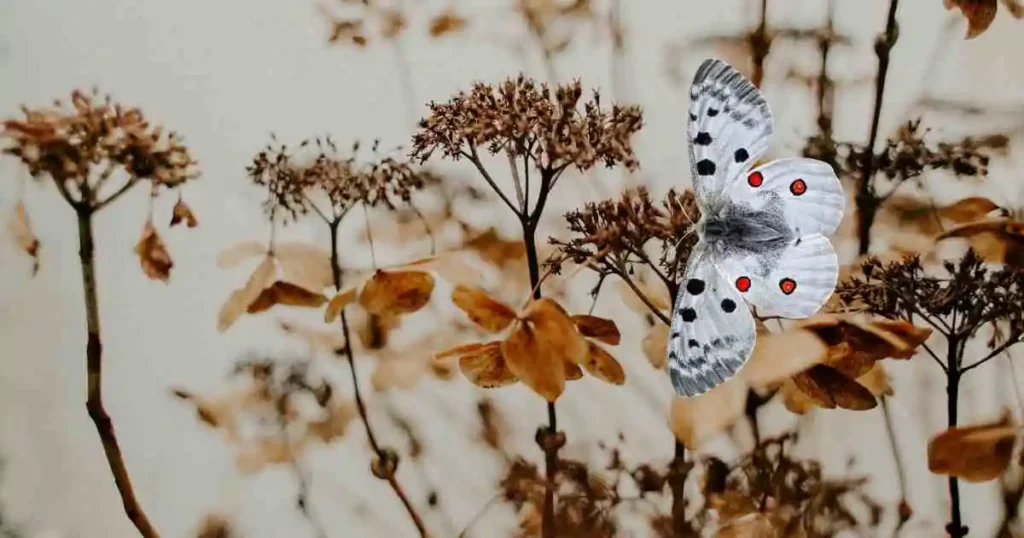 Apollo Butterflies in france