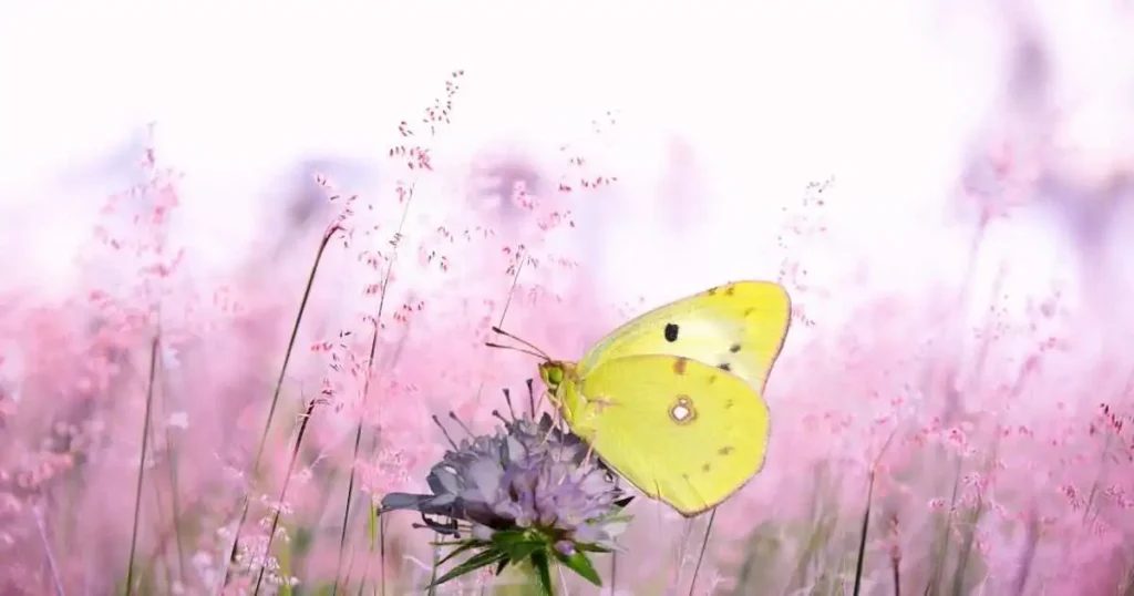 Clouded Yellow Butterflies