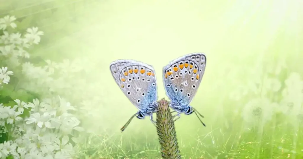 Common Blue Butterflies 