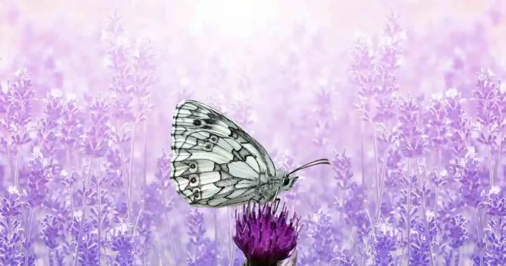 Marbled White Butterflies 