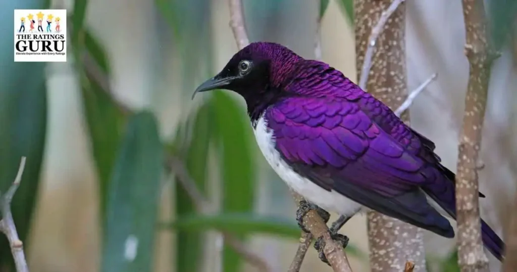 Purple Birds