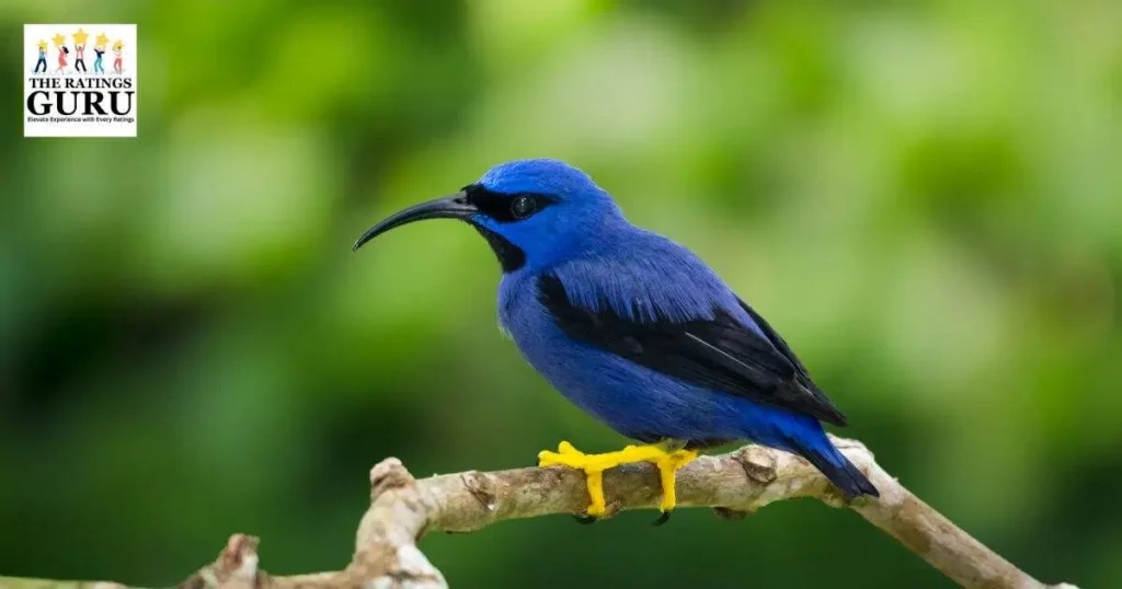 Purple Honey creeper