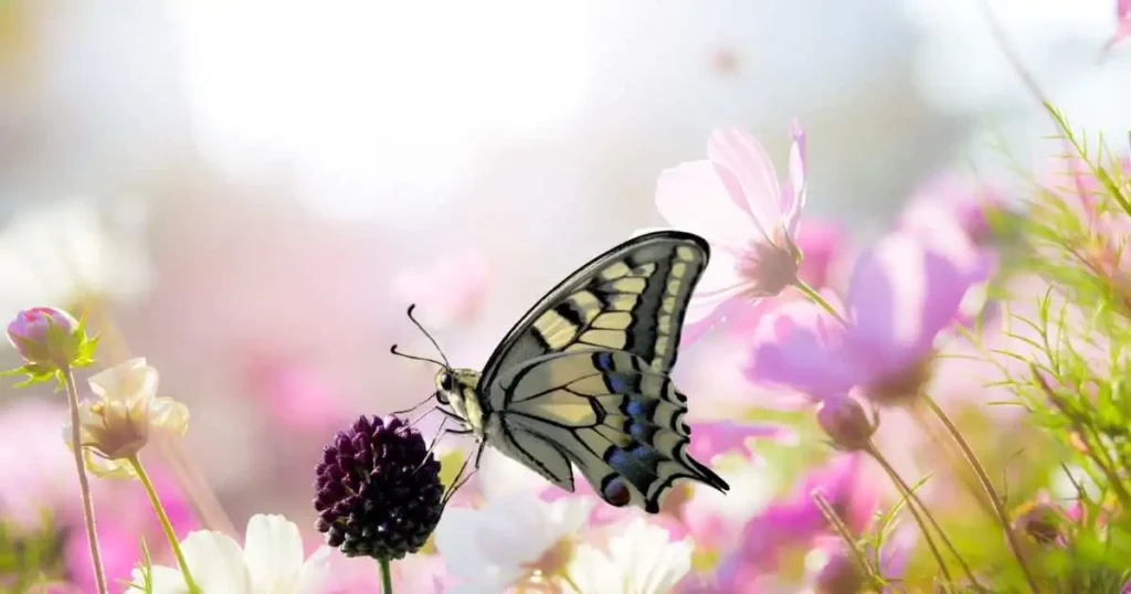 Swallowtail Butterfly