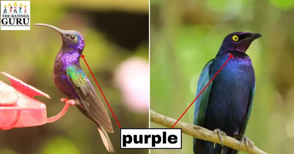 which is Purple Birds