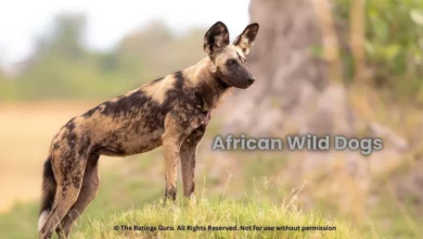 A african wild dogs standing in the jungle